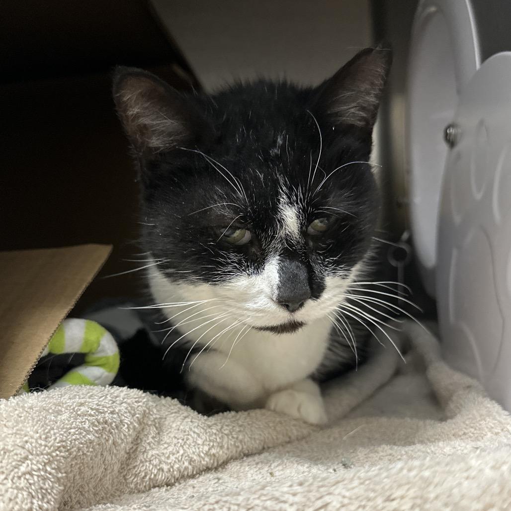 Cleo (Petco), Adoptable, Senior Female Domestic Short Hair.