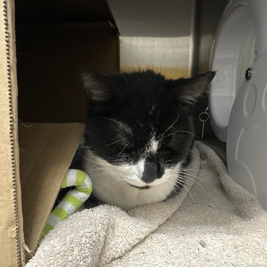 Enlarge Cleo (Petco), a Adoptable Domestic Short Hair in West Olive, MI image 2/4