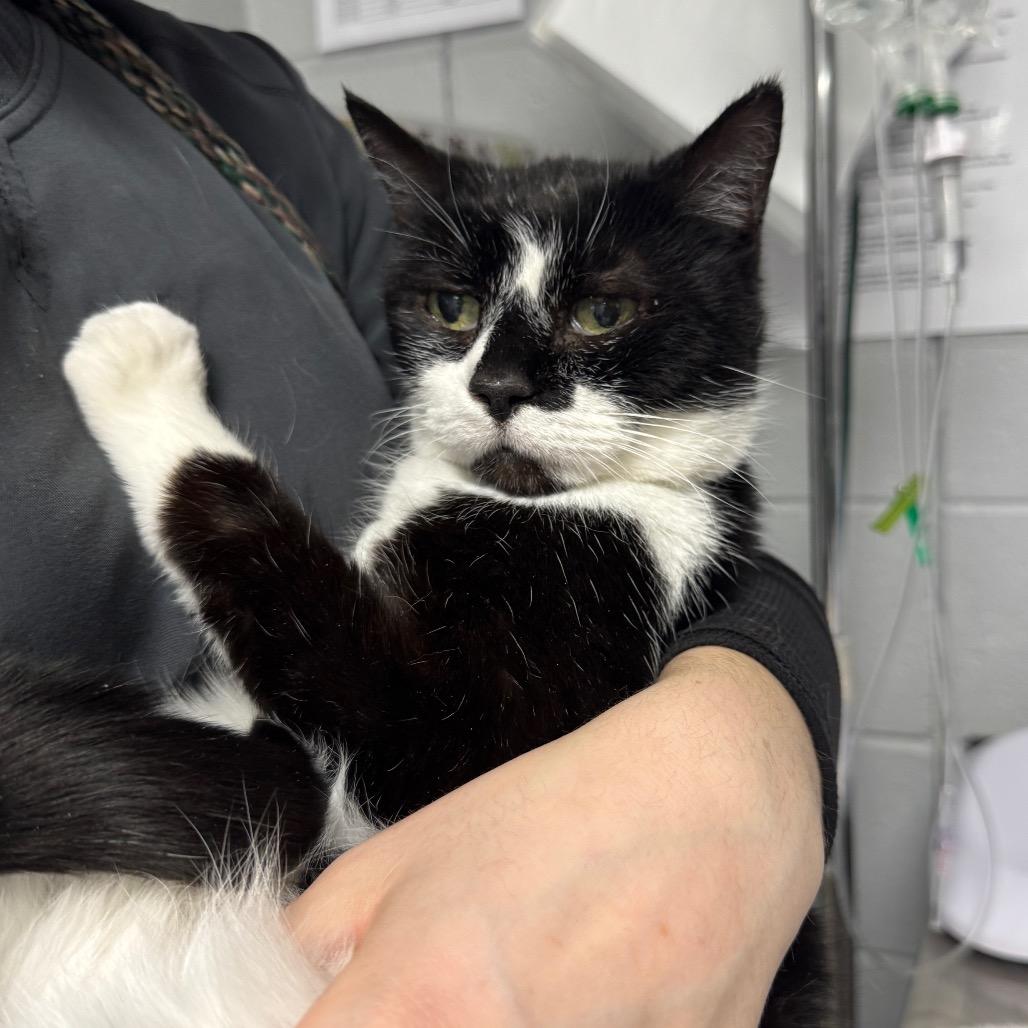 Enlarge Cleo (Petco), a Adoptable Domestic Short Hair in West Olive, MI image 3/4