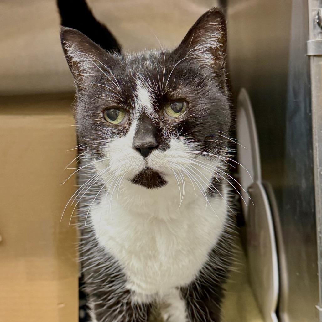 Enlarge Cleo (Petco), a Adoptable Domestic Short Hair in West Olive, MI image 4/4