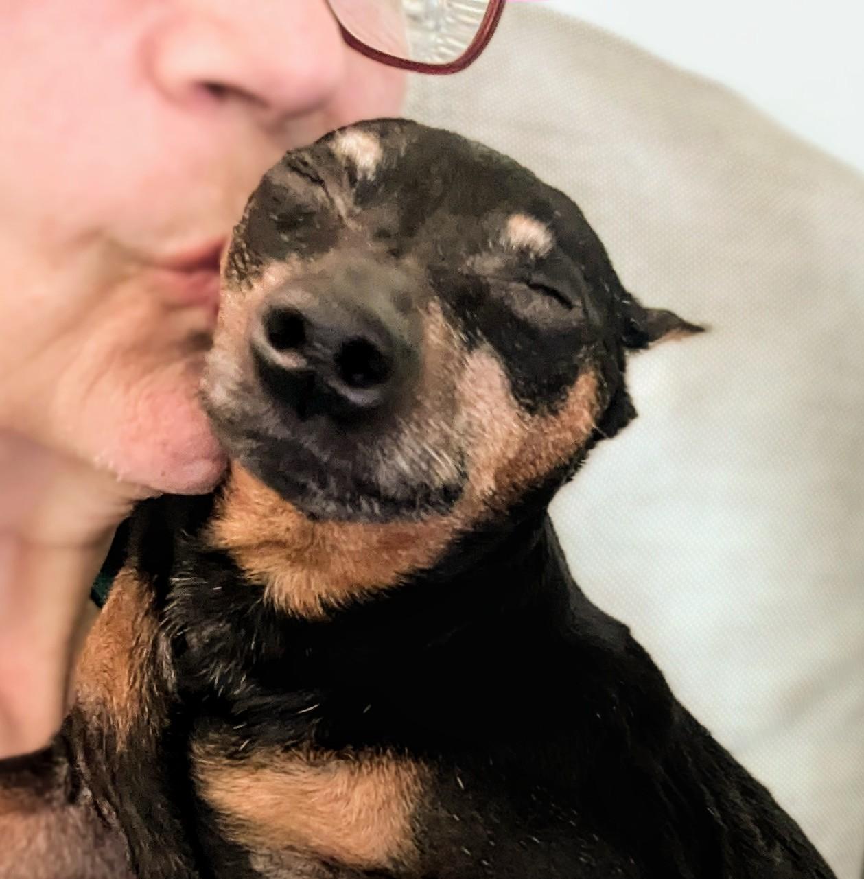 Enlarge Elsbeth (PA) gentle girl, a Adopted Miniature Pinscher in Shohola, PA image 1/3