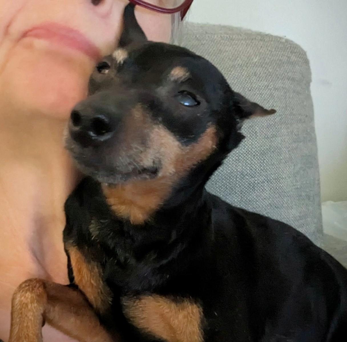 Enlarge Elsbeth (PA) gentle girl, a Adopted Miniature Pinscher in Shohola, PA image 2/3