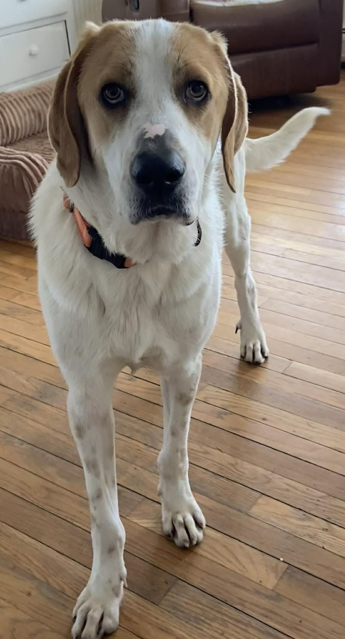 Enlarge Earl, a ADOPTABLE mixed breed in Brunswick, ME image 4/6