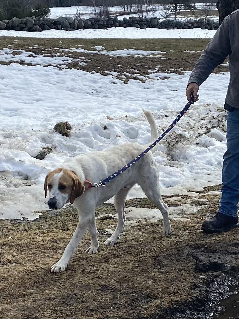 Enlarge Earl, a ADOPTABLE mixed breed in Brunswick, ME image 2/6