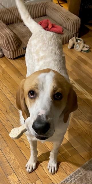 Earl, an adoptable mixed breed in Brunswick, ME image 3/6