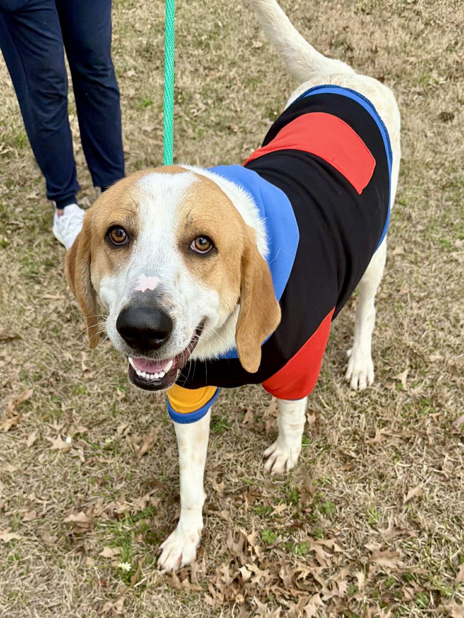 Enlarge Earl, a ADOPTABLE mixed breed in Brunswick, ME image 5/6