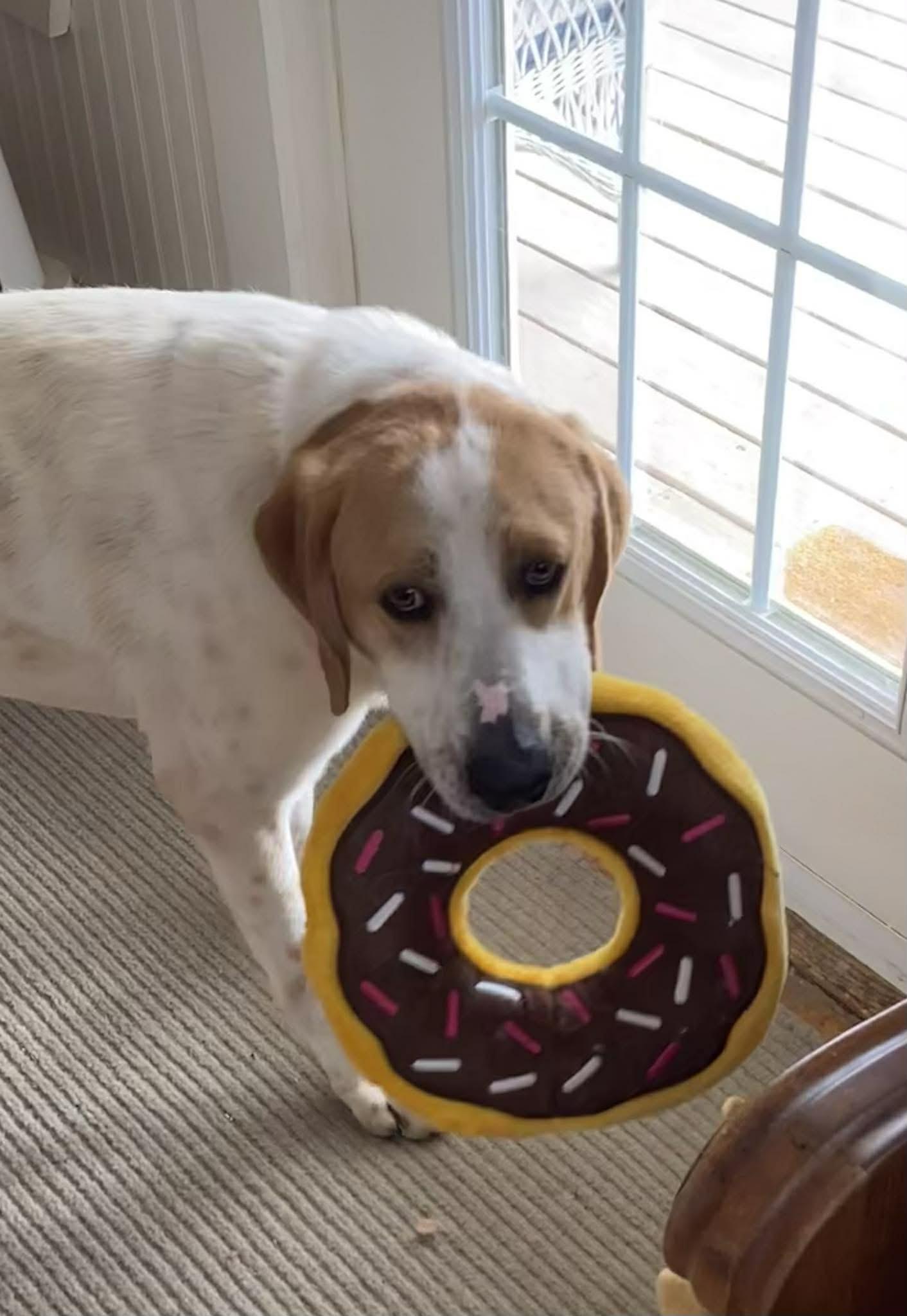 Earl, ADOPTABLE, Adult Male Great Pyrenees & Hound.