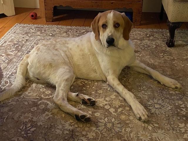 Earl, an adoptable mixed breed in Brunswick, ME image 2/6