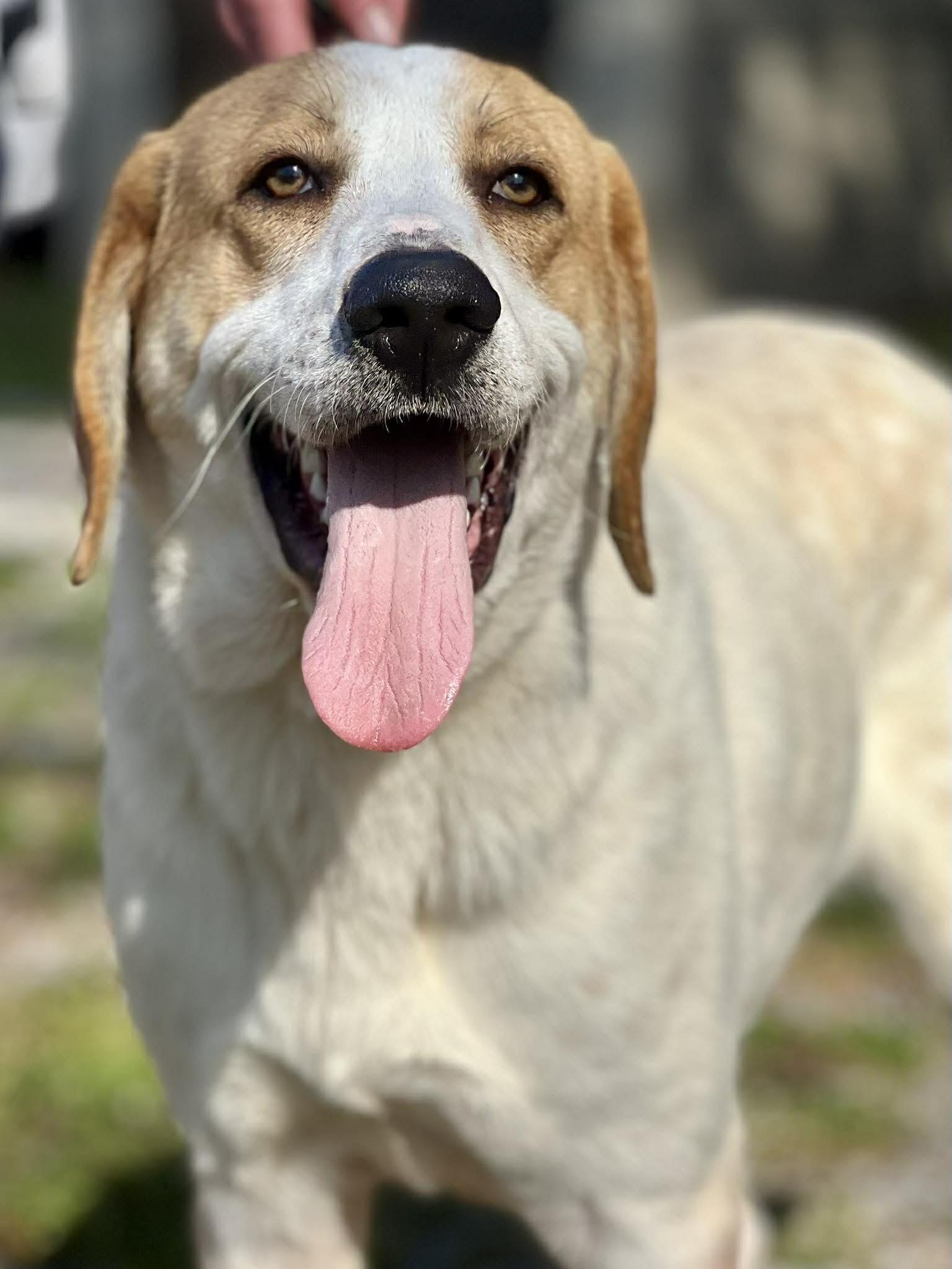 Enlarge Earl, a ADOPTABLE mixed breed in Brunswick, ME image 6/6