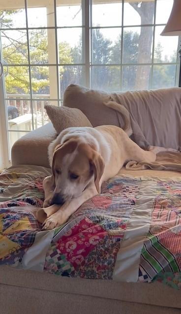 Earl, an adoptable mixed breed in Brunswick, ME image 4/6