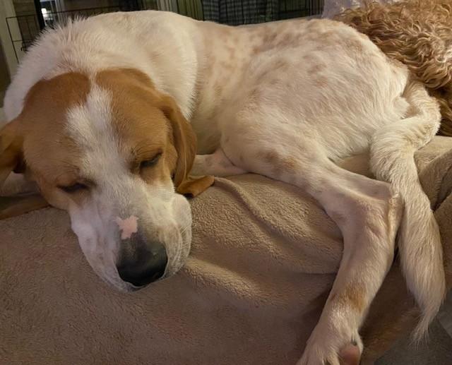 Earl, an adoptable mixed breed in Brunswick, ME image 1/6