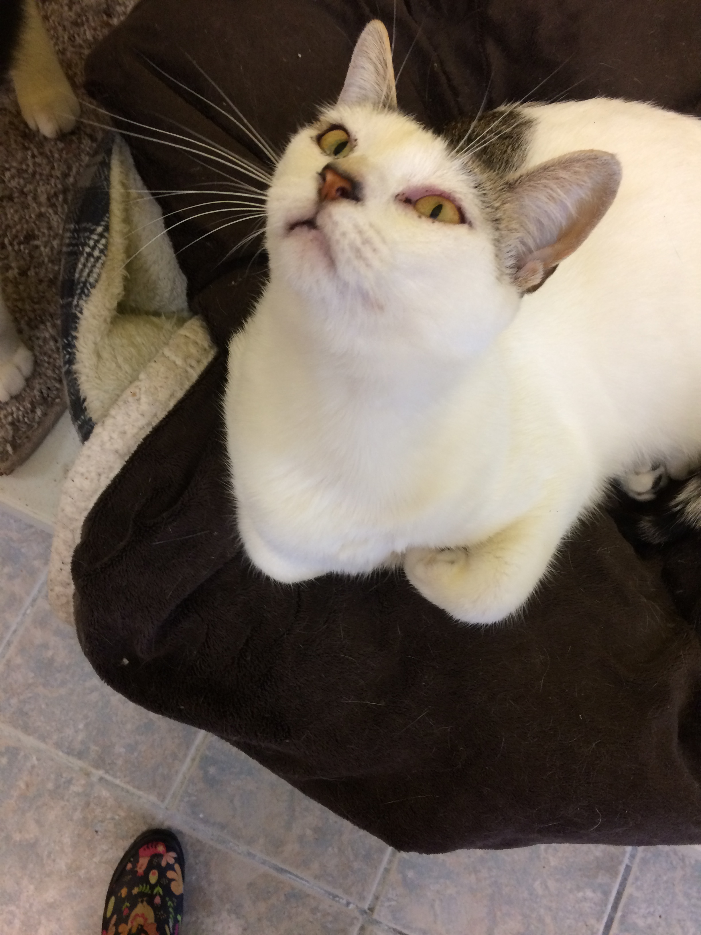 Enlarge IZZY, a Adoptable mixed breed in Owensboro, KY image 2/4