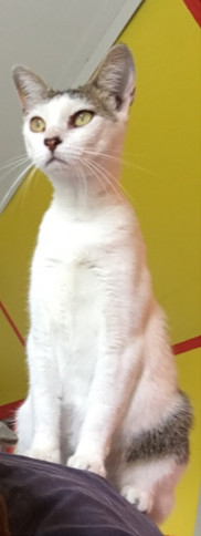 Enlarge IZZY, a Adoptable mixed breed in Owensboro, KY image 3/4