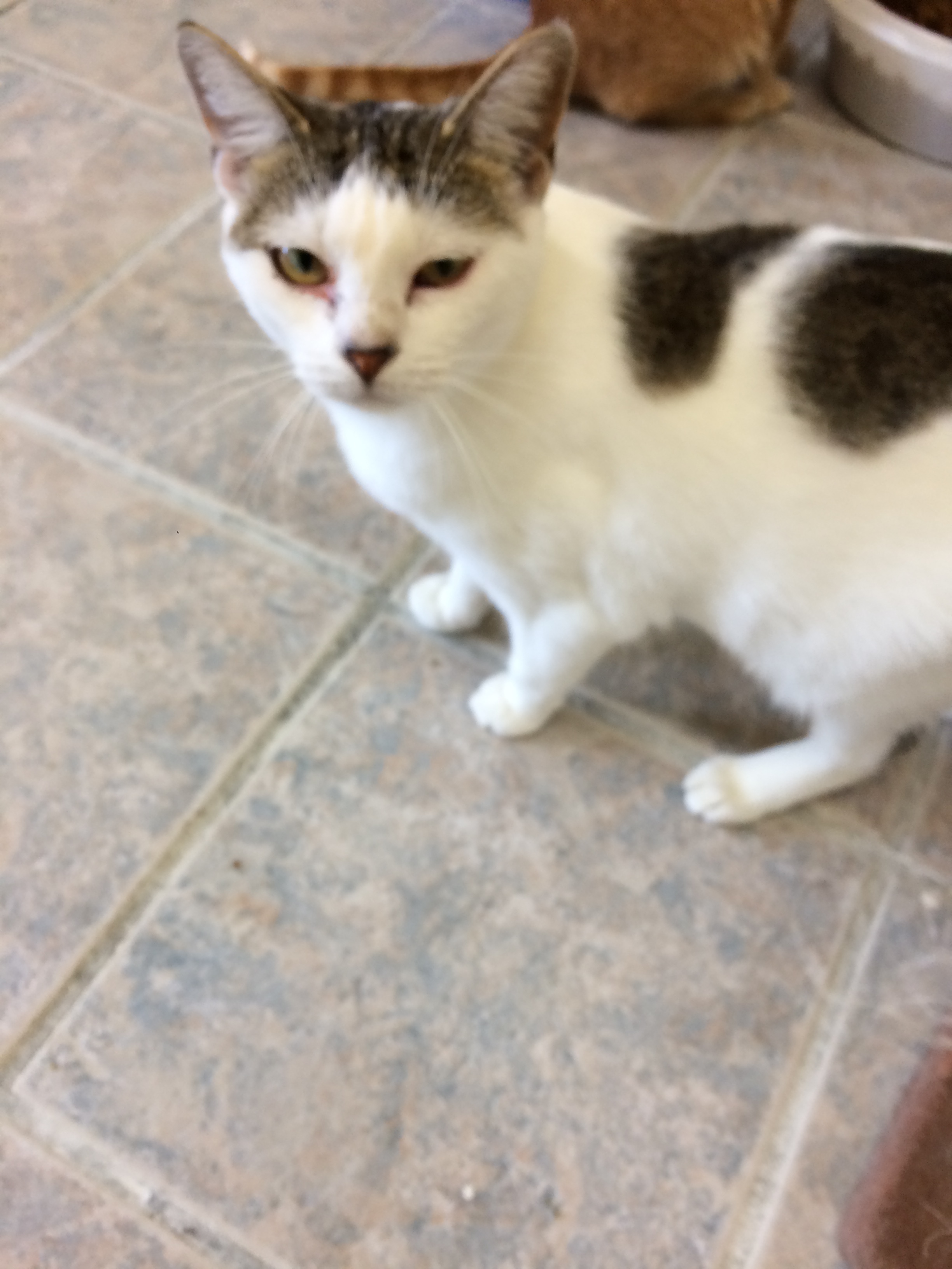 Enlarge IZZY, a Adoptable mixed breed in Owensboro, KY image 4/4