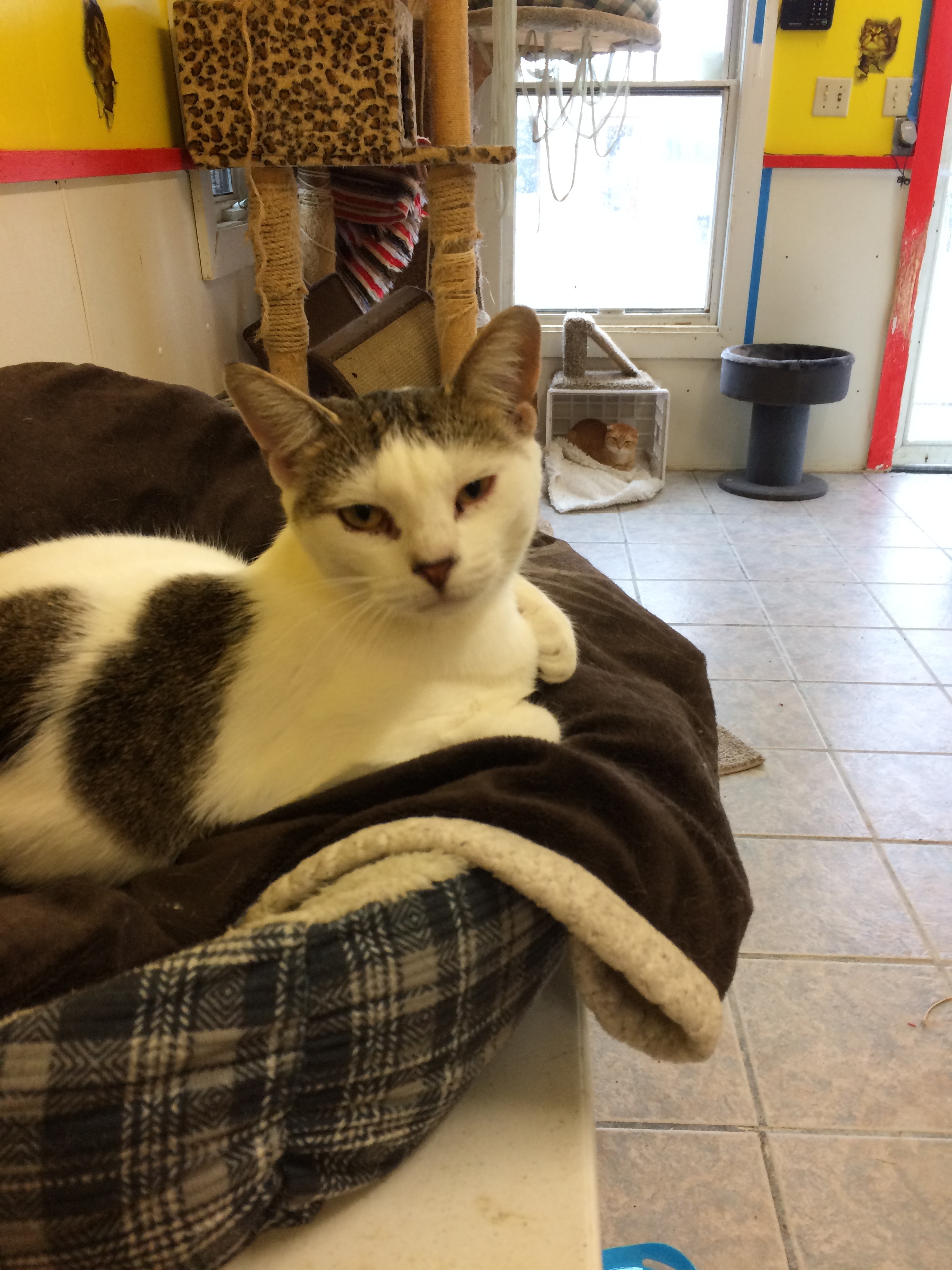 Enlarge IZZY, a Adoptable mixed breed in Owensboro, KY image 1/4