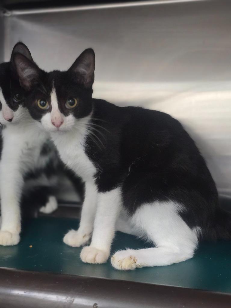 Rowan, Adoptable, Young Male Domestic Short Hair.