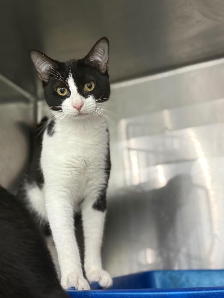 Enlarge Rowan, a Adoptable mixed breed in Danielsville, GA image 2/2