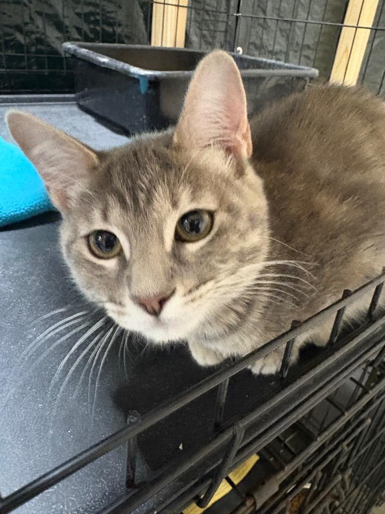 Enlarge Misty, a Adopted mixed breed in Corpus Christi, TX image 1/1