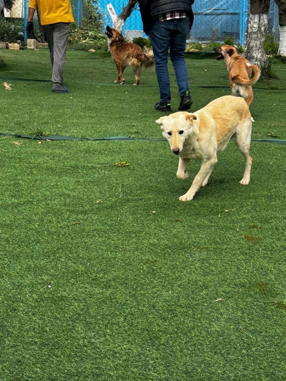 Enlarge Naya, The Kindest Pup, a Adoptable mixed breed in Somerset, NJ image 5/6