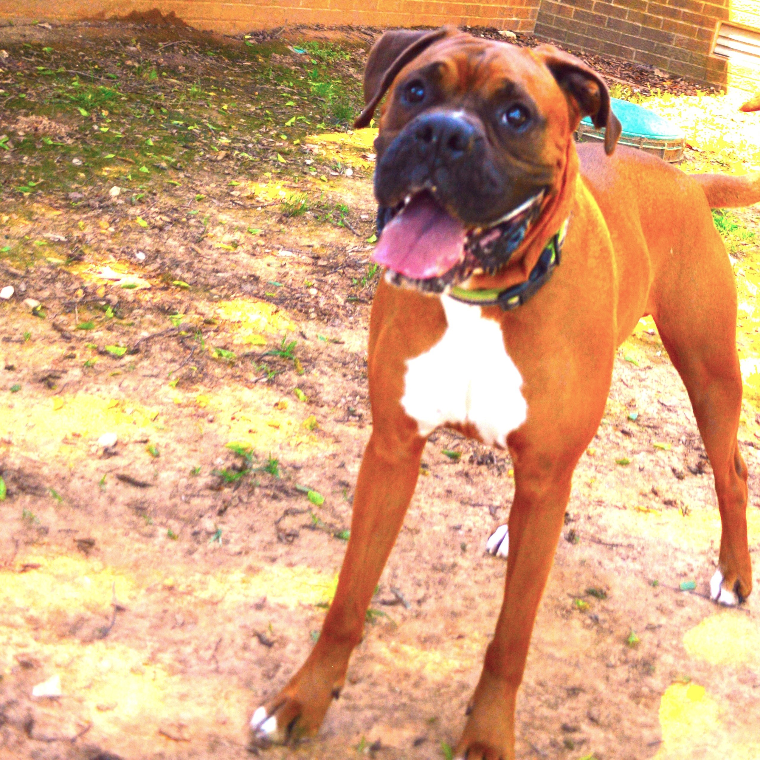Enlarge CHEWY, a Adoptable Boxer in Athens, AL image 1/6