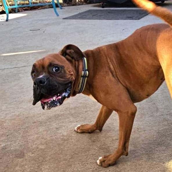 Enlarge CHEWY, a Adoptable Boxer in Athens, AL image 4/6