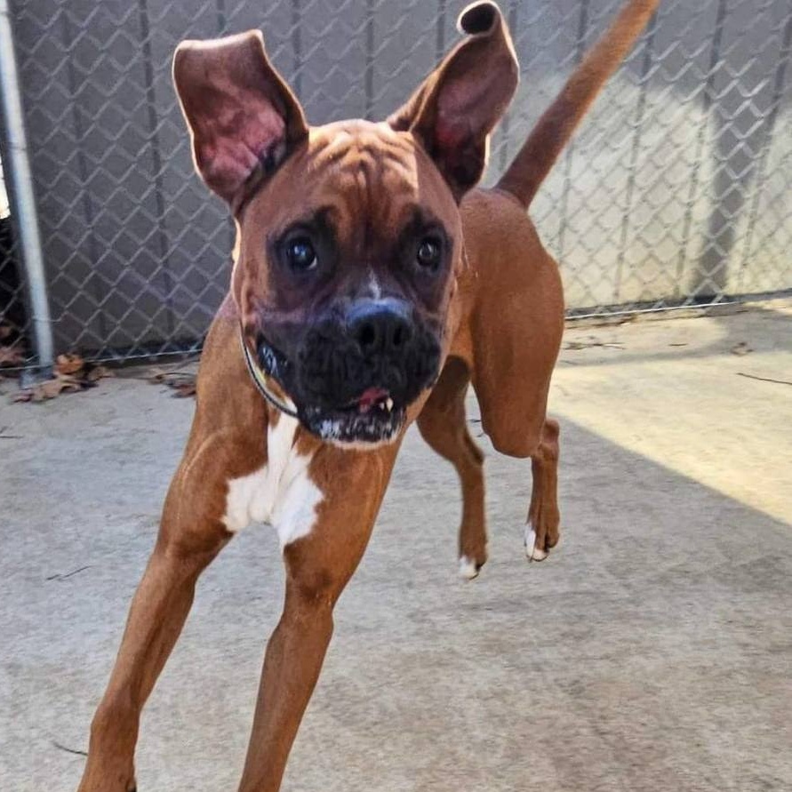 Enlarge CHEWY, a Adoptable Boxer in Athens, AL image 2/6