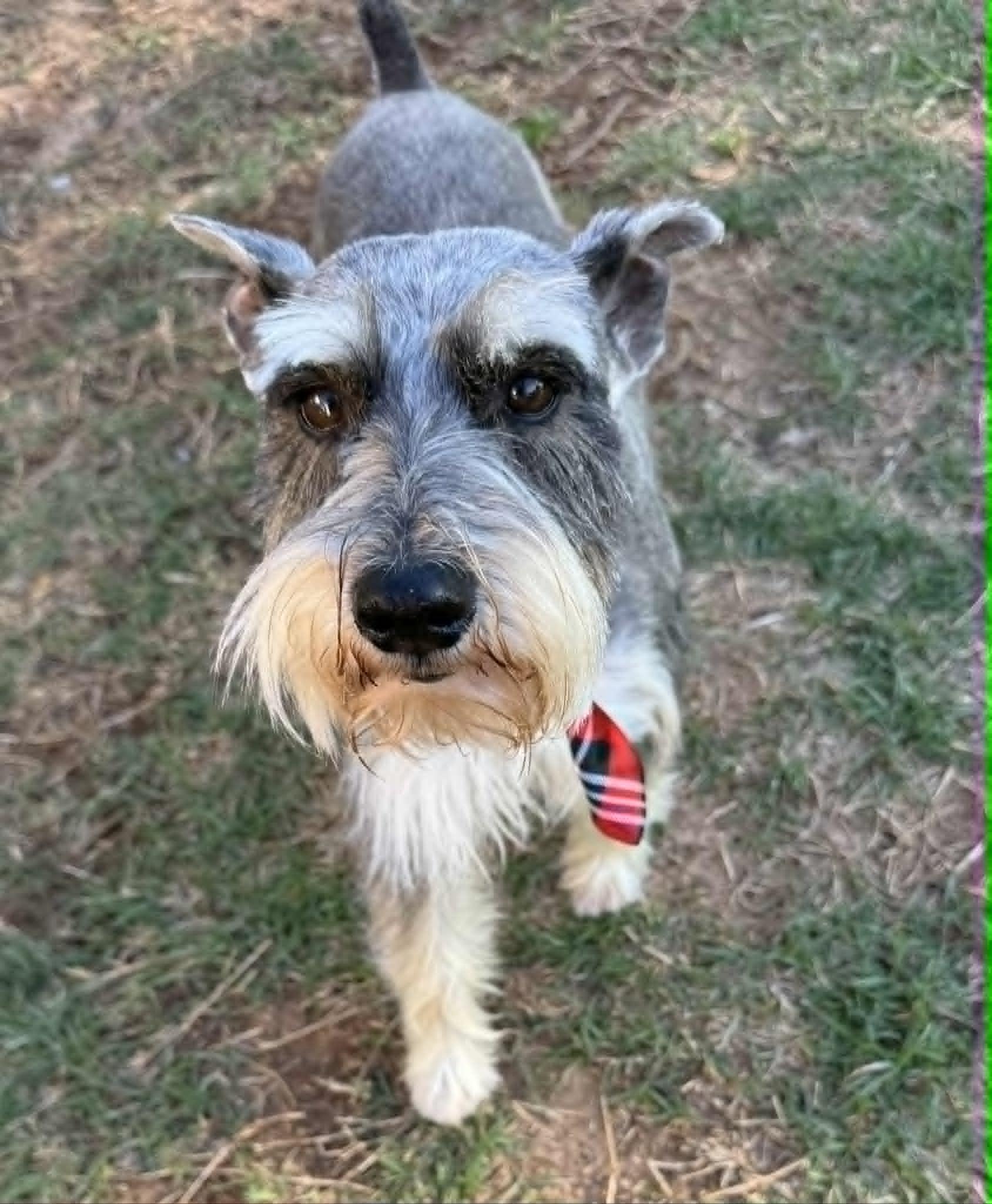 Enlarge Simon, an adopted Miniature Schnauzer in Oklahoma City, OK image 2/2