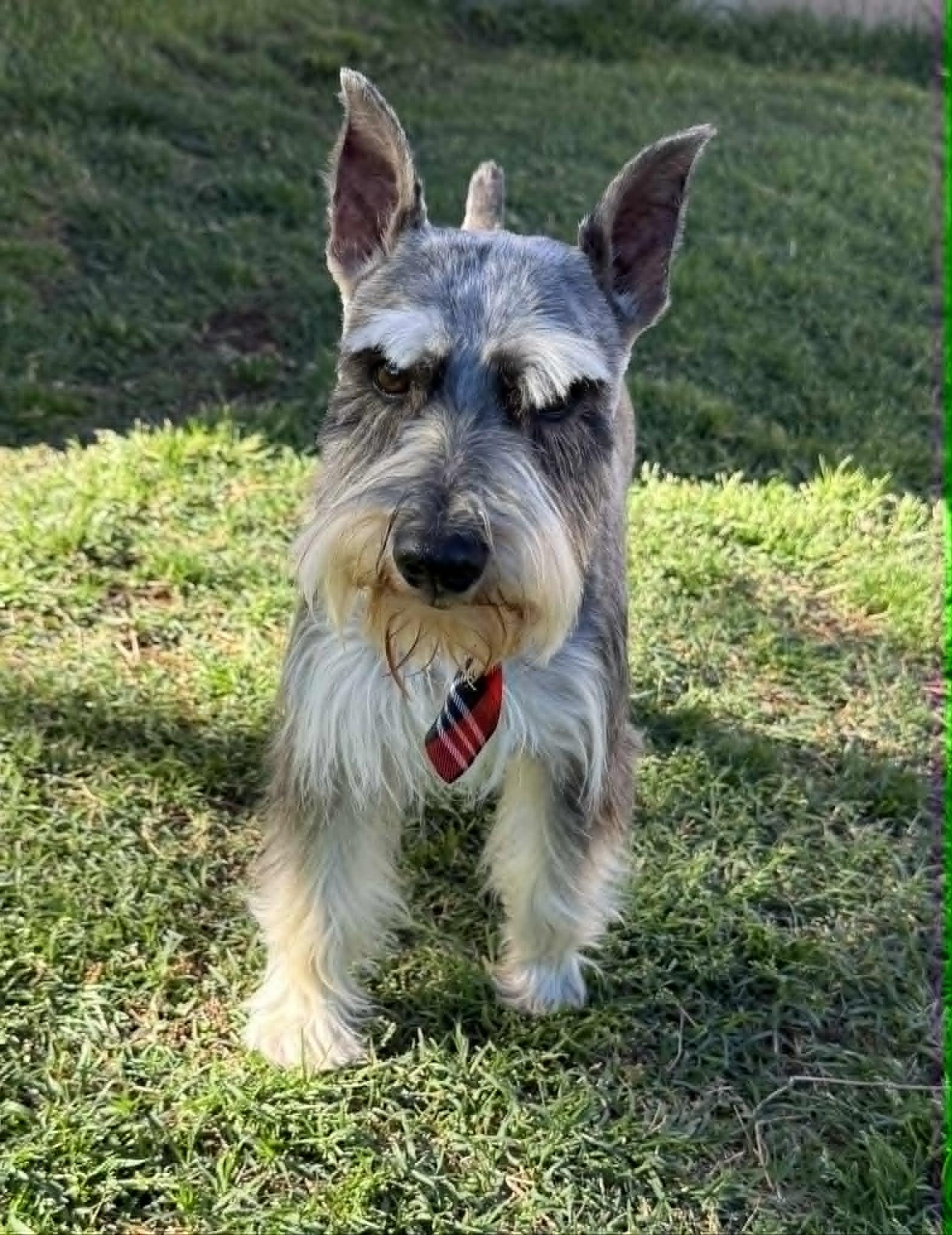 Simon, adopted, Adult Male Miniature Schnauzer.