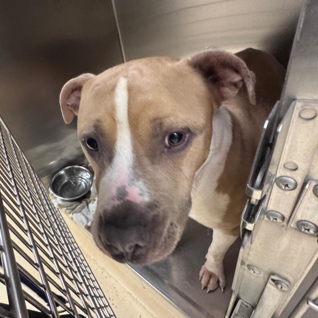 Enlarge Kash, a Adoptable Mixed Breed in Winston-Salem, NC image 1/4