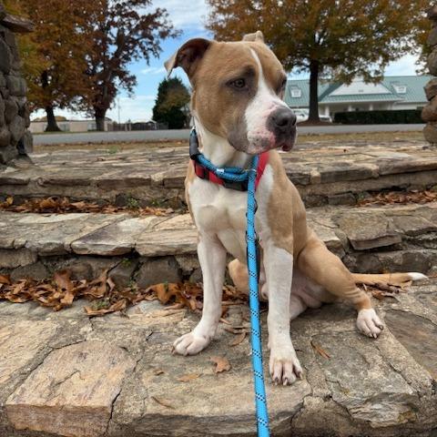 Enlarge Kash, a Adoptable Mixed Breed in Winston-Salem, NC image 2/4