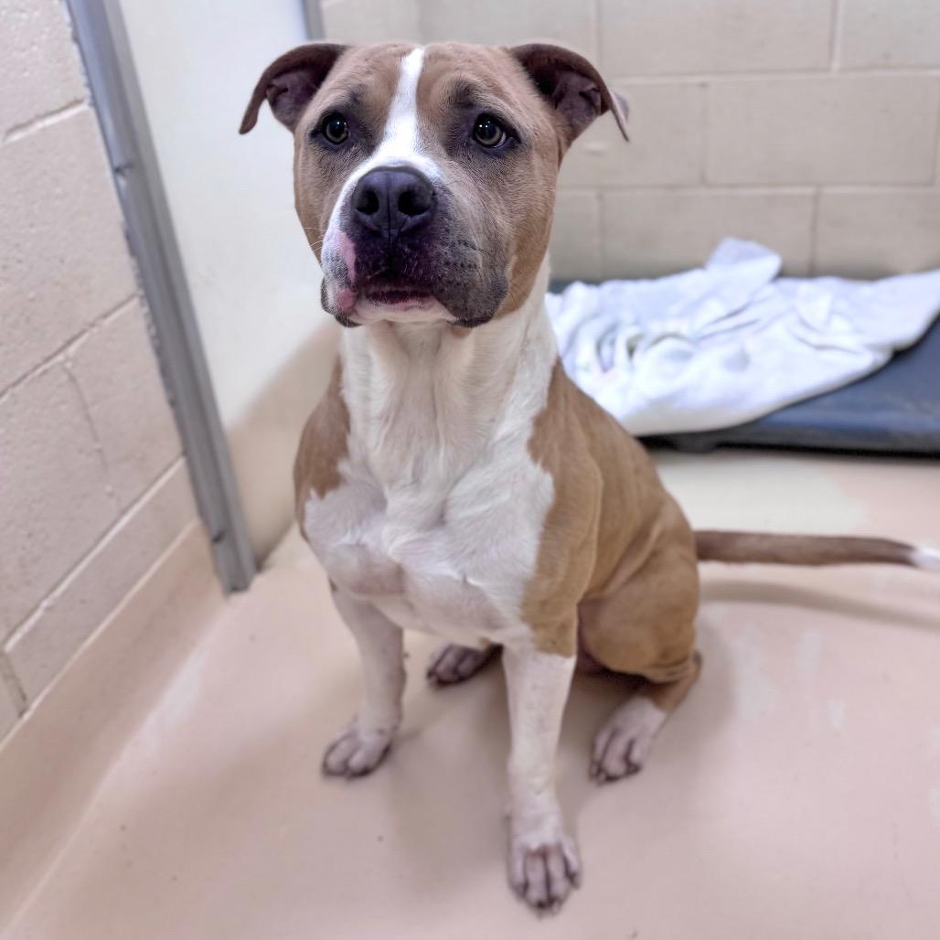 Enlarge Kash, a Adoptable Mixed Breed in Winston-Salem, NC image 4/4