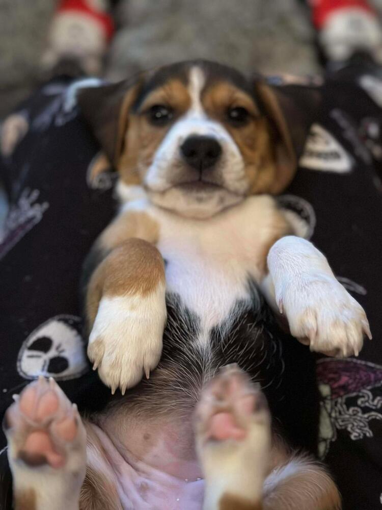 Dayzee - Fostered in Omaha, Adoptable, Puppy Female Beagle.