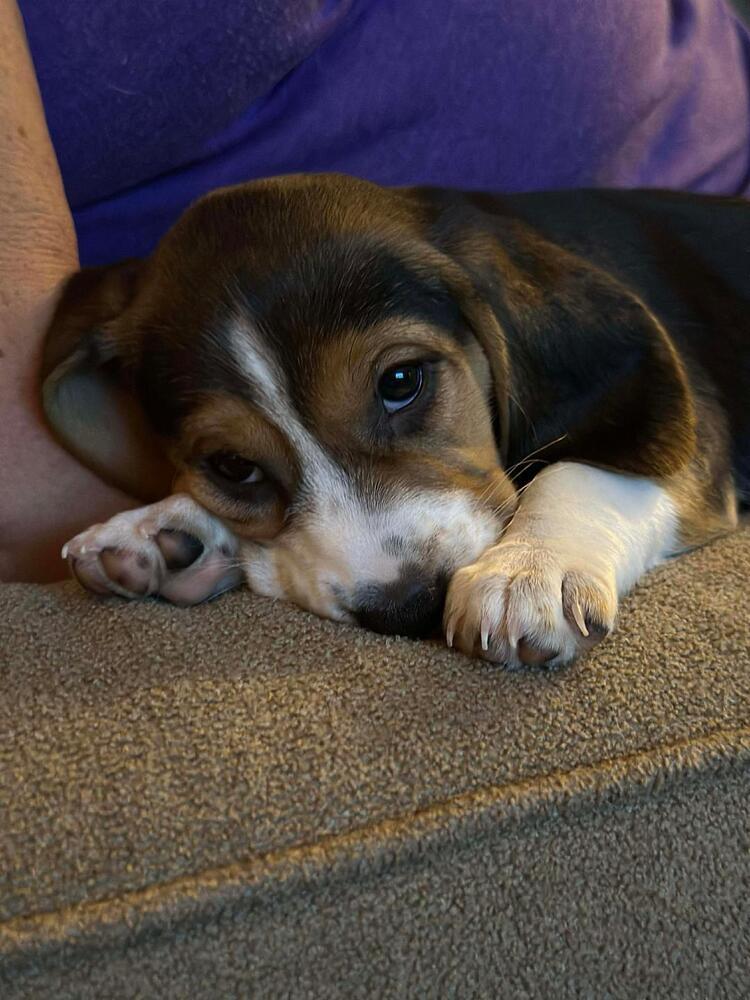 Enlarge Dayzee - Fostered in Omaha, a Adoptable Beagle in Shawnee Mission, KS image 2/3