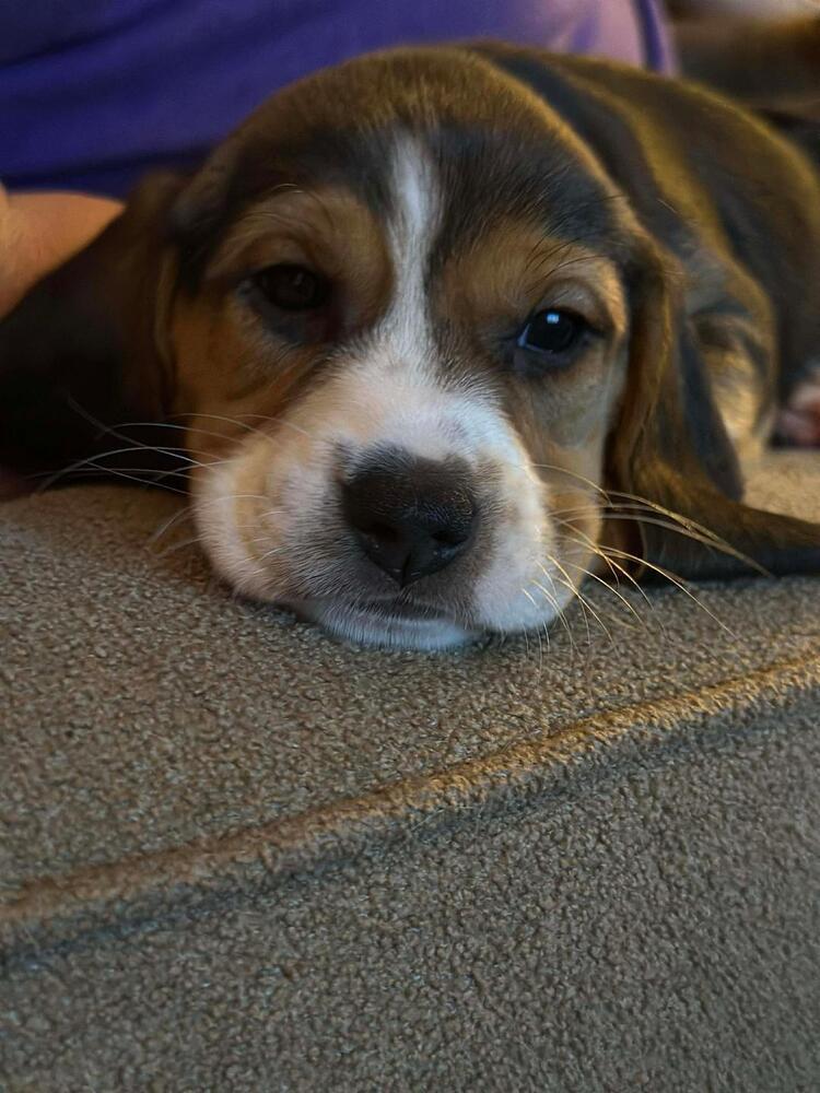 Enlarge Dayzee - Fostered in Omaha, a Adoptable Beagle in Shawnee Mission, KS image 3/3