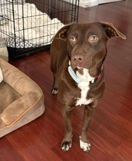 Lady, ADOPTABLE, Young Female American Staffordshire Terrier & Labrador Retriever.