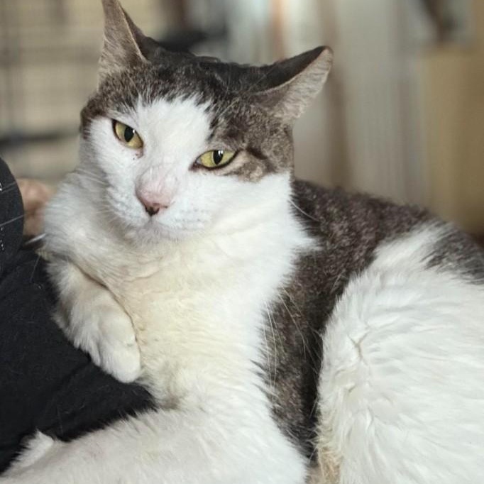 Dash, ADOPTABLE, Adult Female Domestic Short Hair.