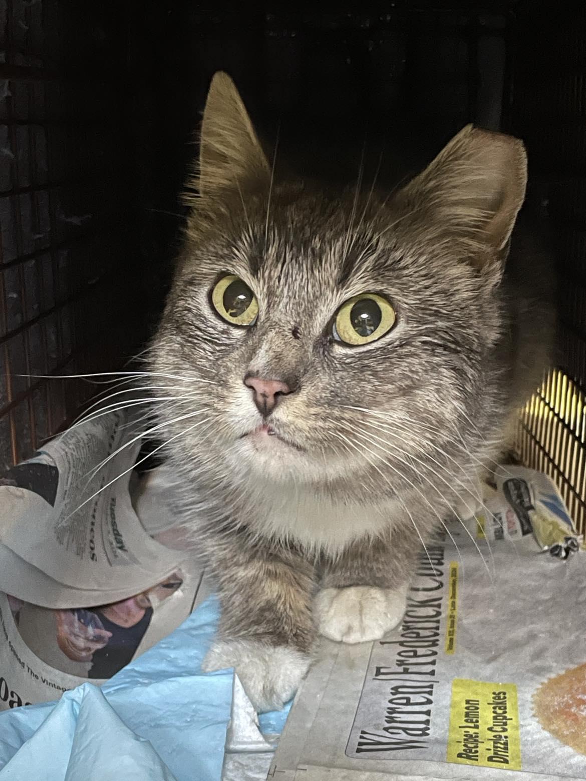 ROSE, a Adopted Domestic Short Hair in Flint Hill, VA image 1/2