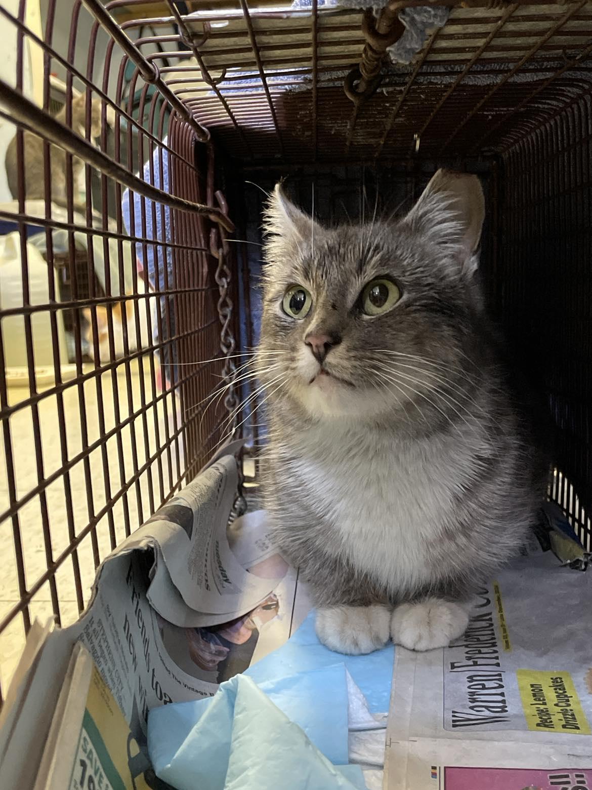 ROSE, a Adopted Domestic Short Hair in Flint Hill, VA image 2/2