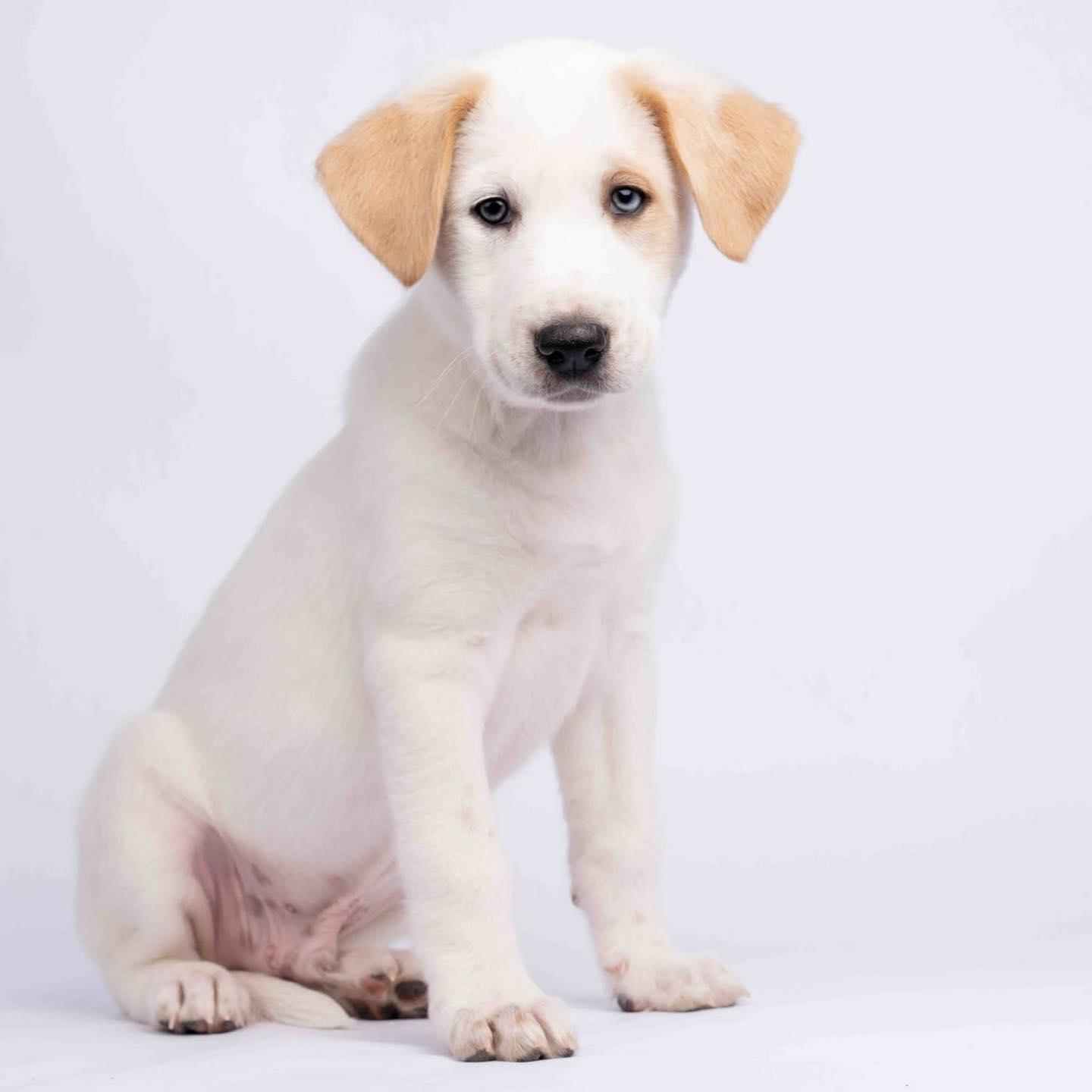 Gordon, Adoptable, Puppy Male Mixed Breed.