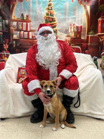 Enlarge Apollo, a Adoptable mixed breed in Hutchinson, KS image 1/3