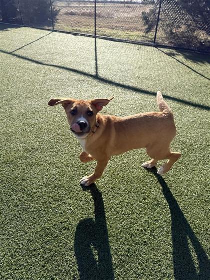 Enlarge Apollo, a Adoptable mixed breed in Hutchinson, KS image 2/3