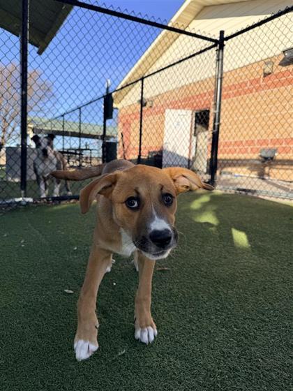 Enlarge Apollo, a Adoptable mixed breed in Hutchinson, KS image 3/3