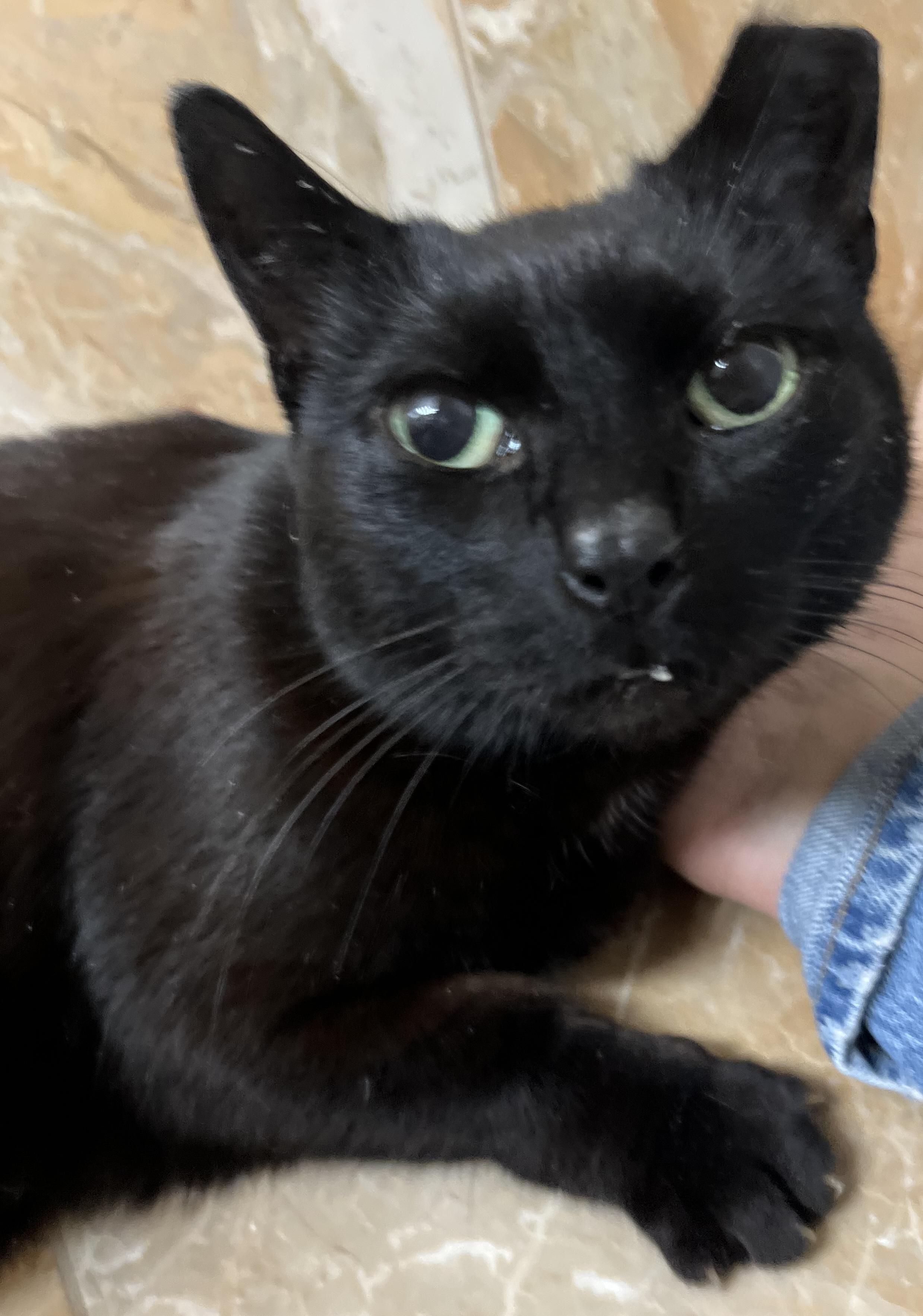 Miss Mimi, a Adoptable Domestic Short Hair in Guilford, CT image 1/5