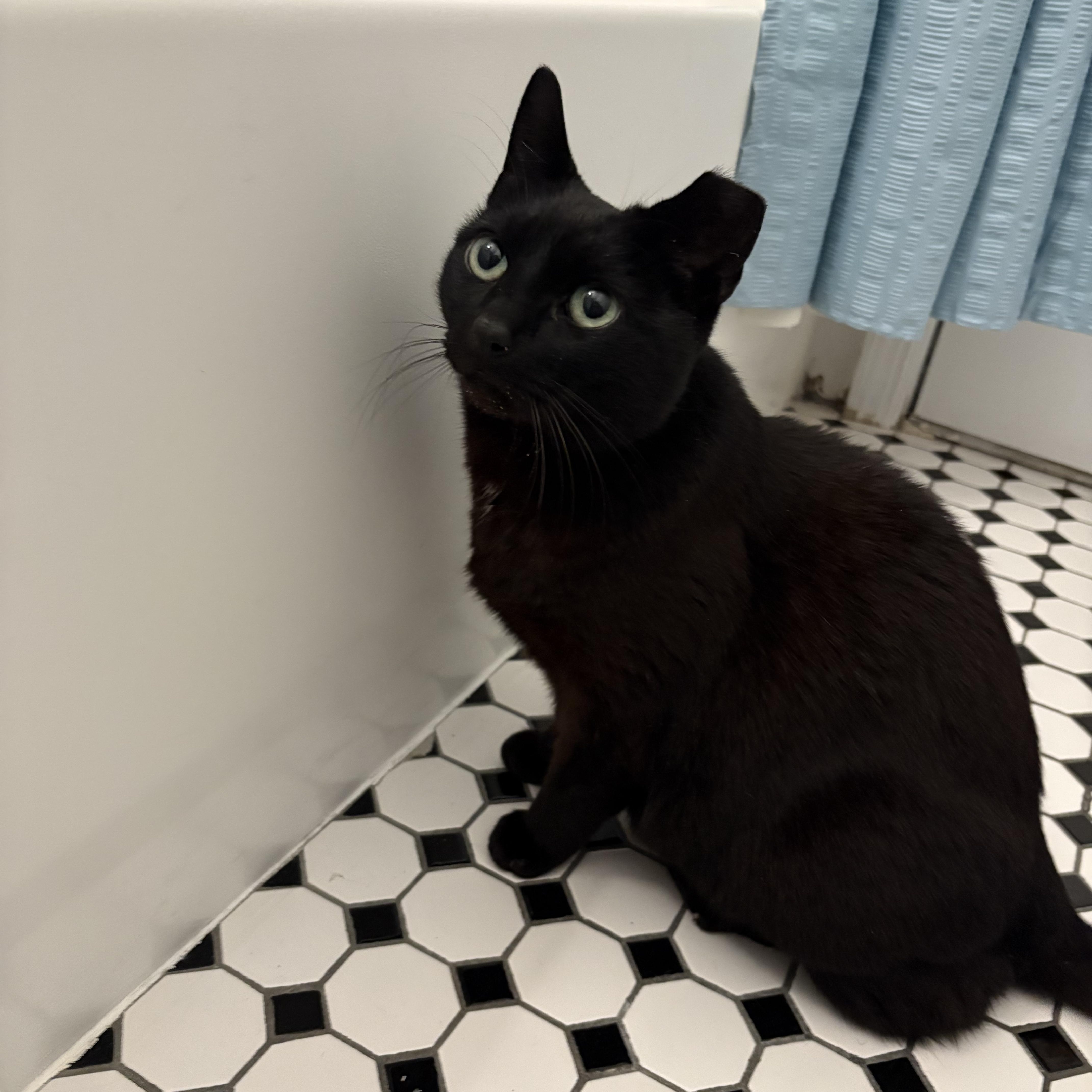 Miss Mimi, a Adoptable Domestic Short Hair in Guilford, CT image 2/5