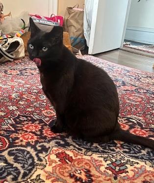 Miss Mimi, a Adoptable Domestic Short Hair in Guilford, CT image 3/5