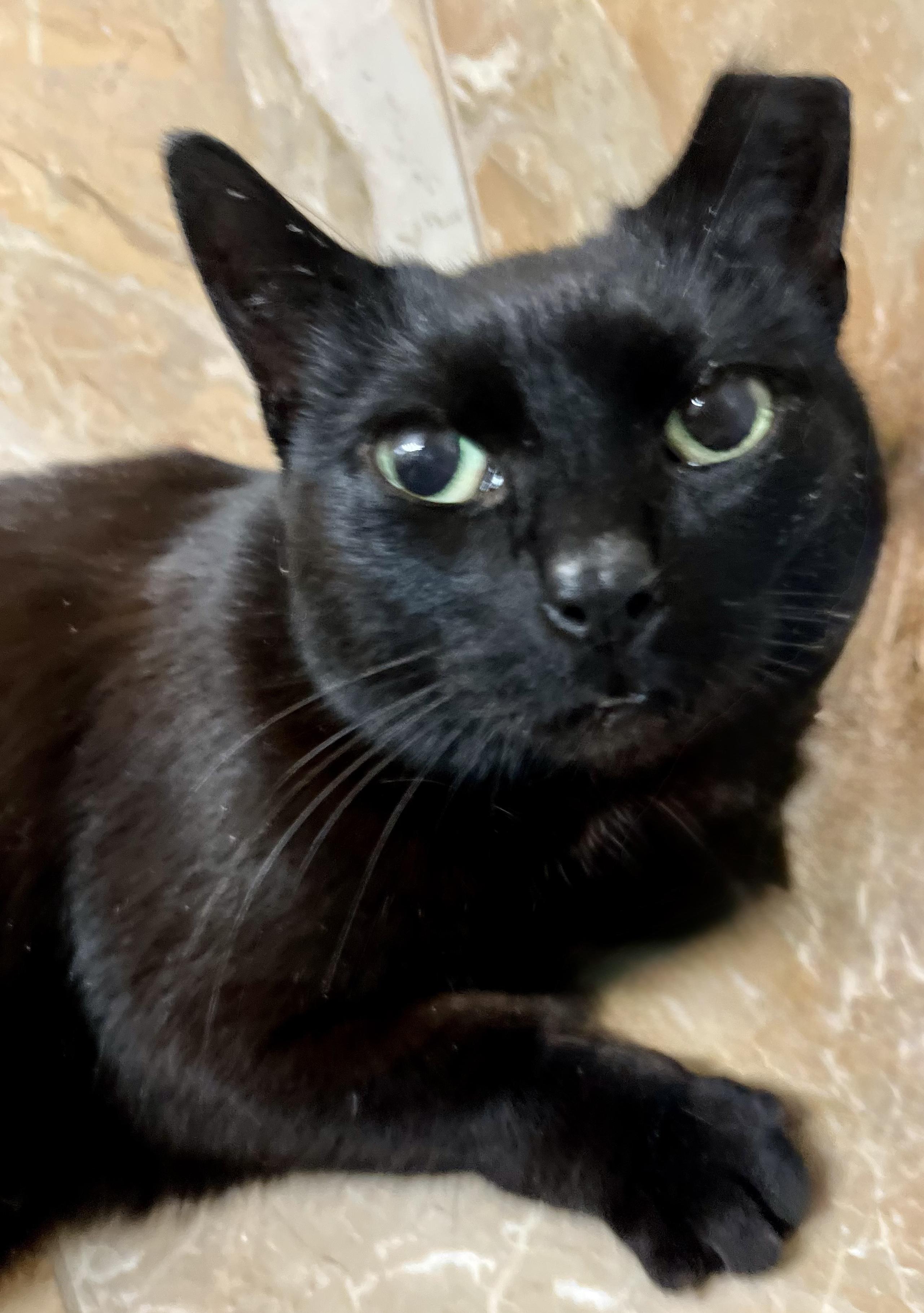 Miss Mimi, Adoptable, Senior Female Domestic Short Hair.