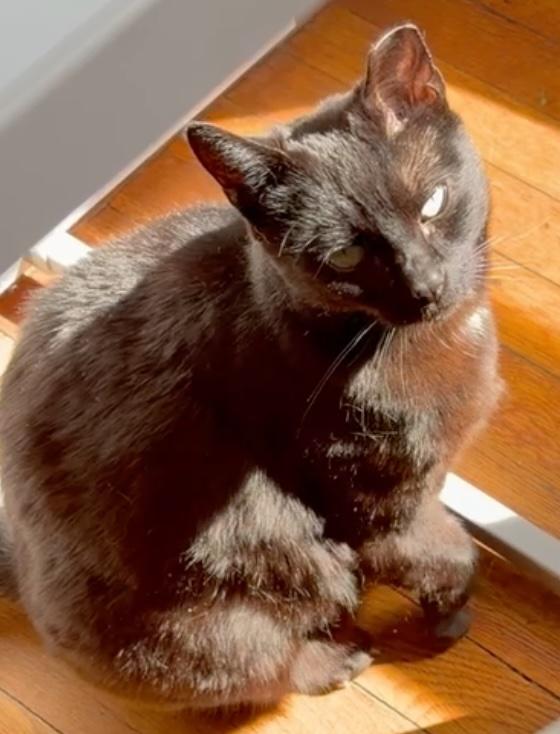 Enlarge Miss Mimi, a Adoptable Domestic Short Hair in Guilford, CT image 3/6