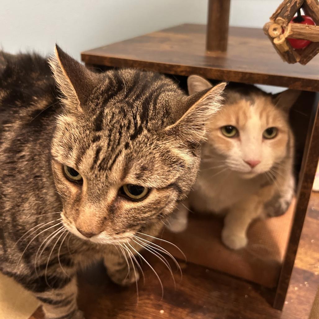 Topanga, Adoptable, Senior Female Domestic Short Hair.