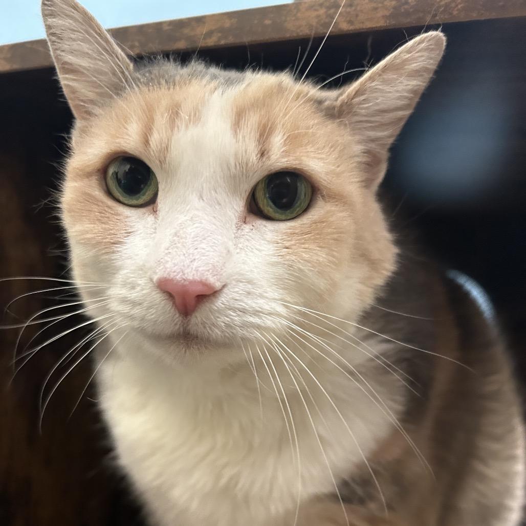 Topanga, a Adoptable Domestic Short Hair in Park City, UT image 2/2