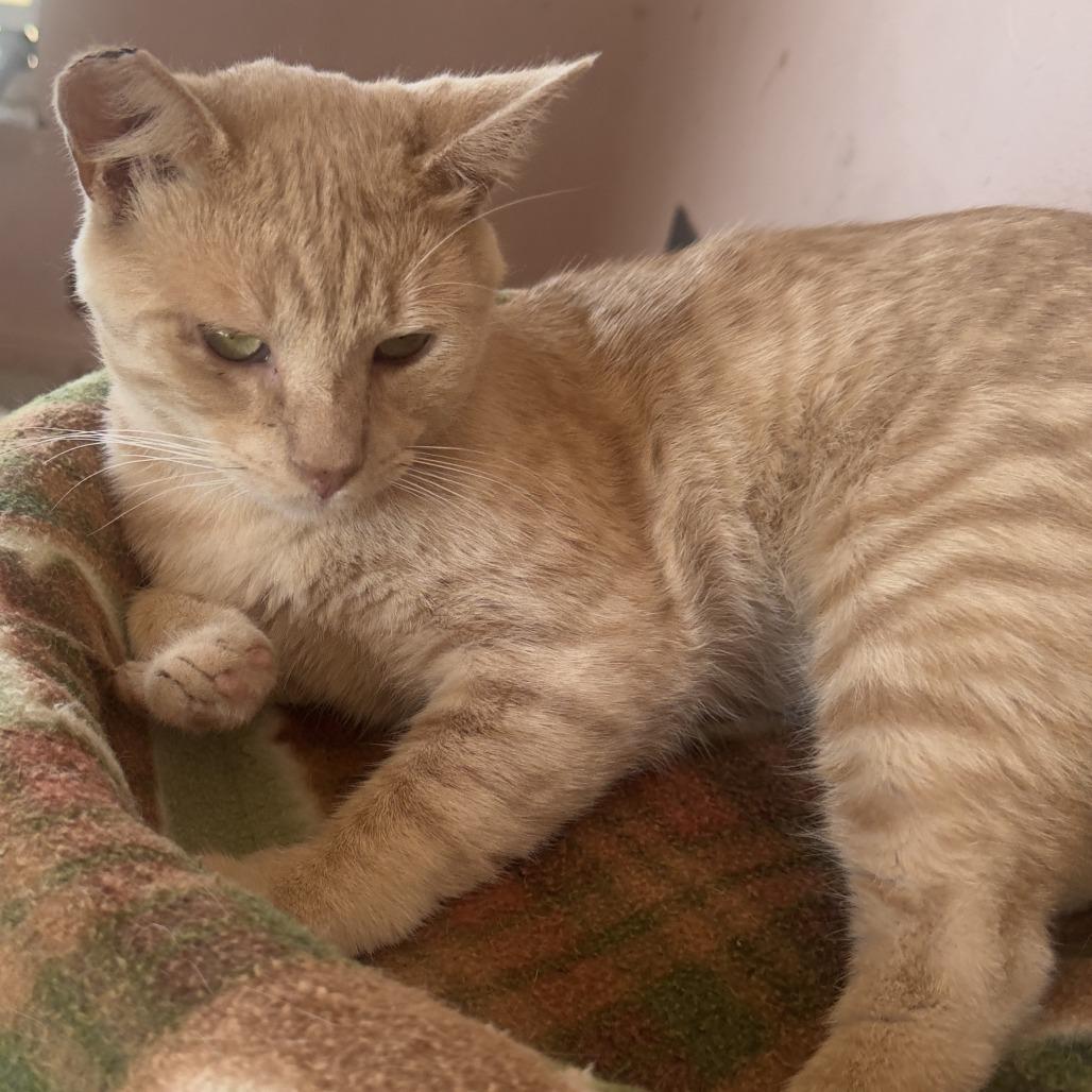 Enlarge Simba, a Adoptable Domestic Short Hair in Costa Mesa, CA image 1/3